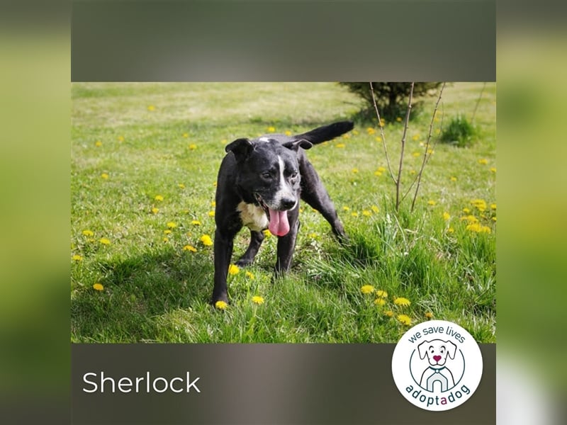 Sherlock: Liebevoller Rüde sucht Familie