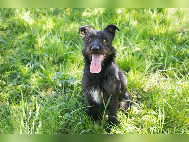 Pluto – Ein waschechter Spielgefährte!