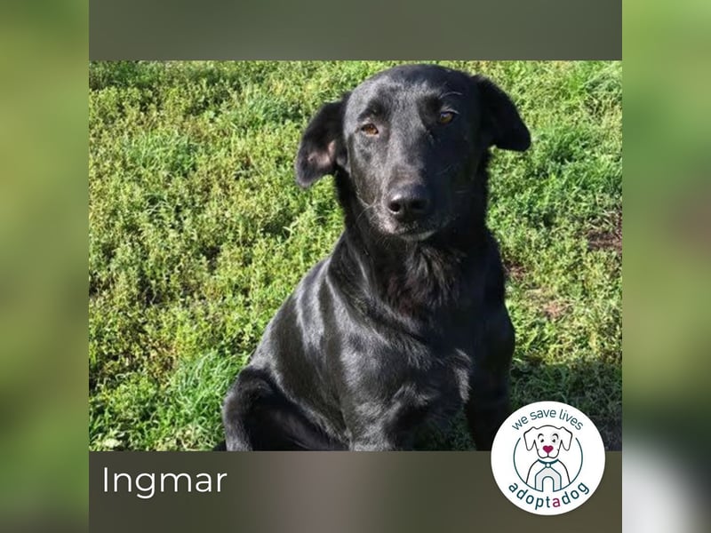 Ingmar: Dein treuer Begleiter!