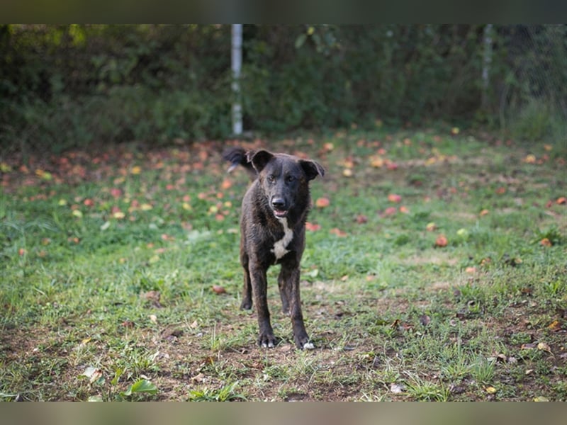 Mateo: sucht Geborgenheit
