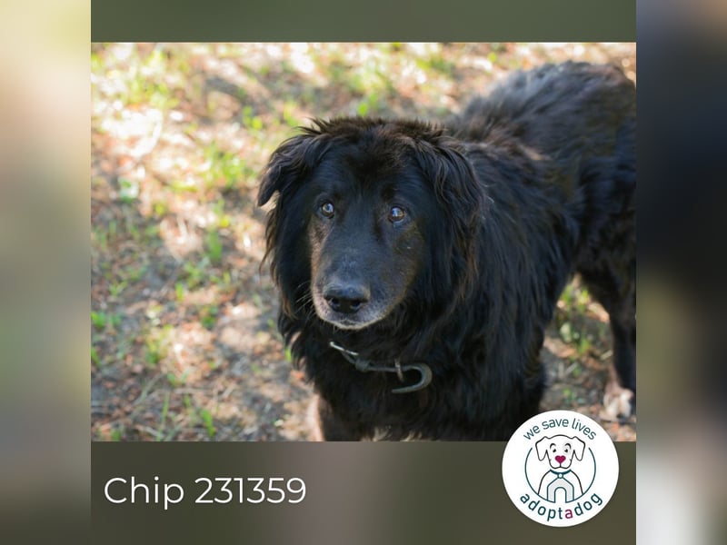Chip 231359 : Senior sucht ein Zuhause