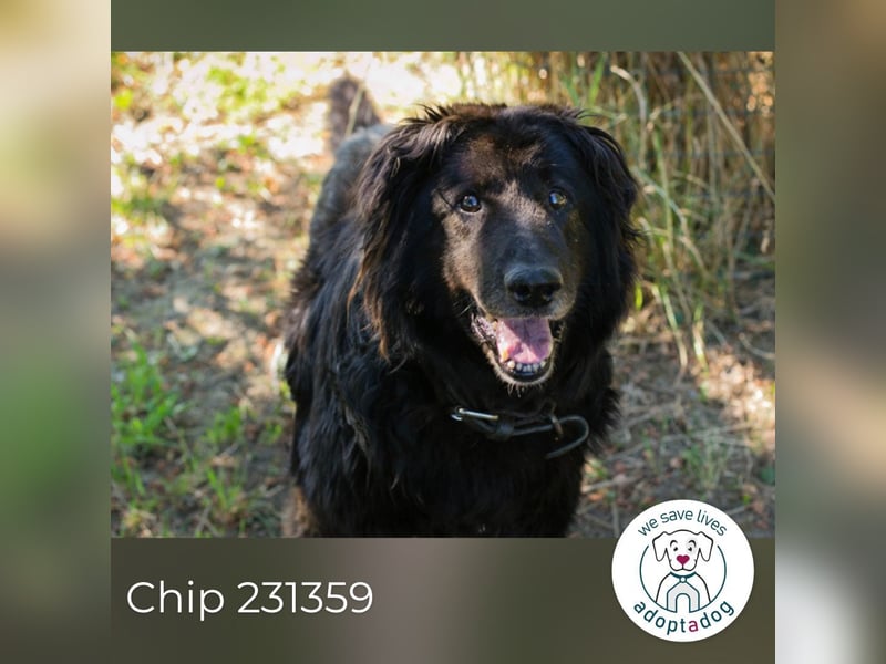 Chip 231359 : Senior sucht ein Zuhause