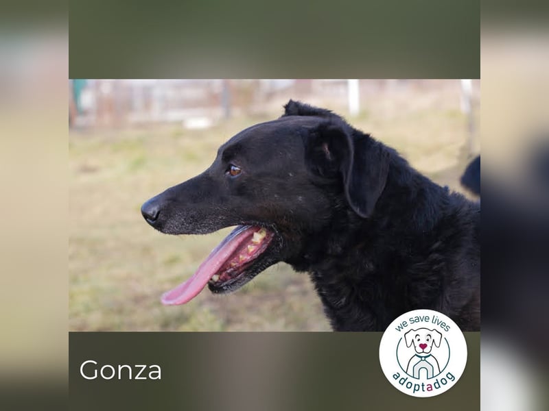 Gonza – Bewegungs-Fan sucht Nähe