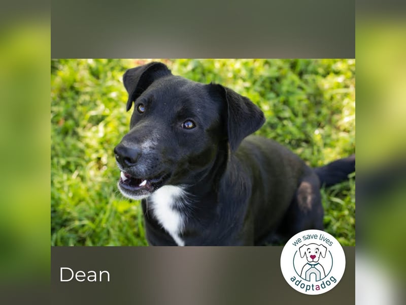 Dean: sucht ein Zuhause