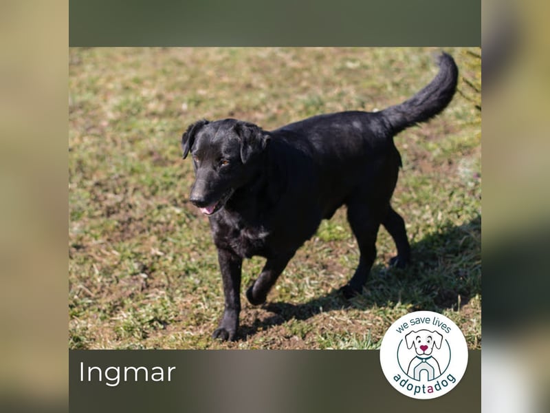 Ingmar: Dein treuer Begleiter!
