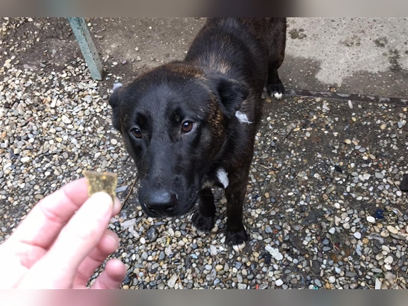Mateo: sucht Geborgenheit
