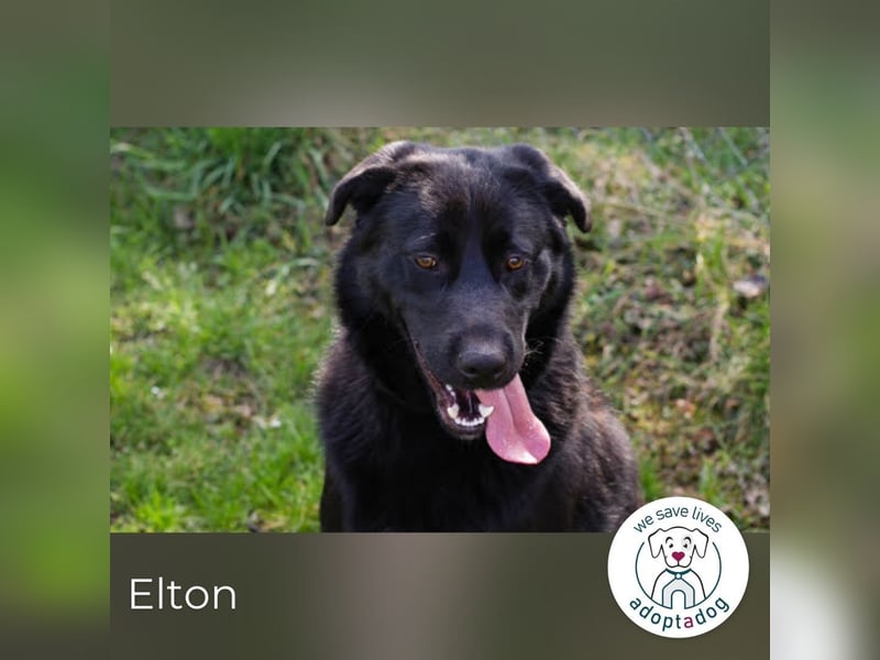 Elton sucht ein liebevolles Zuhause