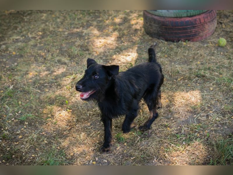 Chip 231920: Sucht ein Zuhause