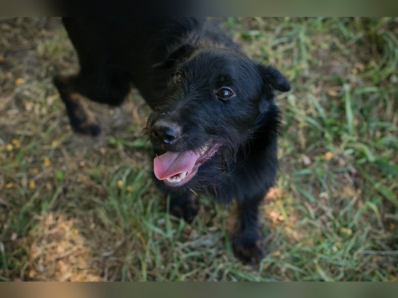 Chip 231920: Sucht ein Zuhause