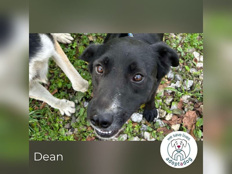 Dean: sucht ein Zuhause