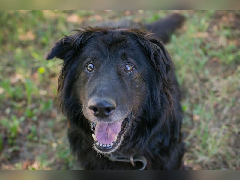 Chip 231359 : Senior sucht ein Zuhause