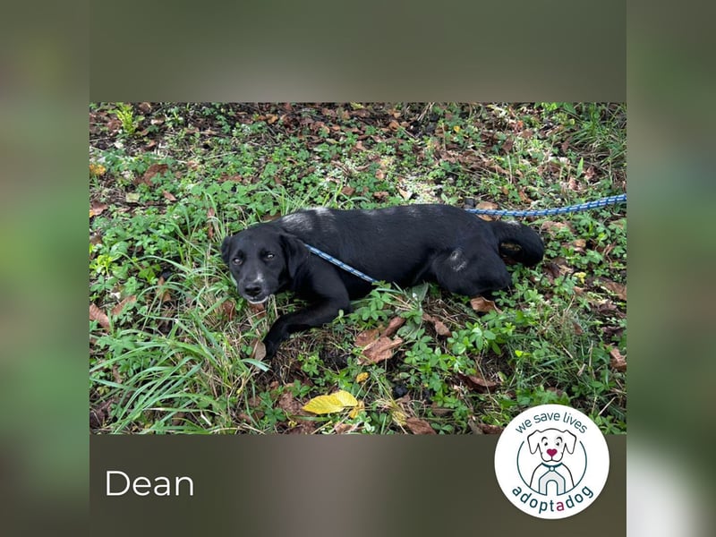 Dean: sucht ein Zuhause
