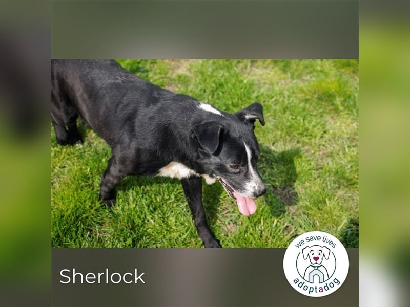 Sherlock: Liebevoller Rüde sucht Familie
