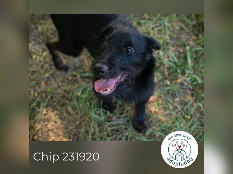 Chip 231920: Sucht ein Zuhause