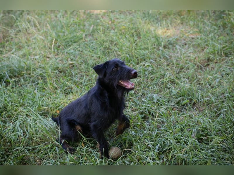Chip 231920: Sucht ein Zuhause