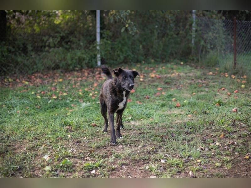 Mateo: sucht Geborgenheit