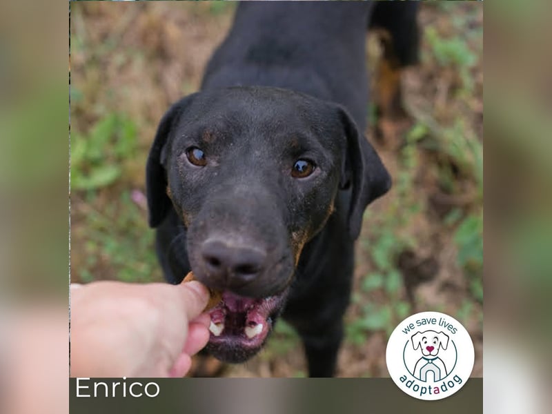Enrico: Sehnt sich nach einem Zuhause