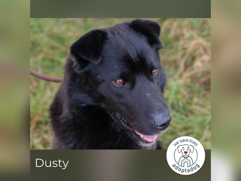 Dusty: der Herzensbrecher