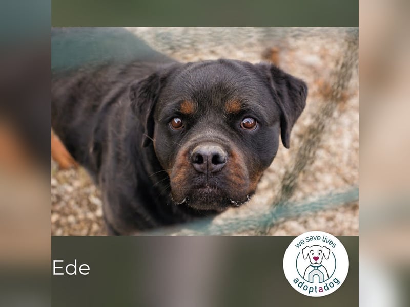 Ede: Ein Freund für alle Fälle