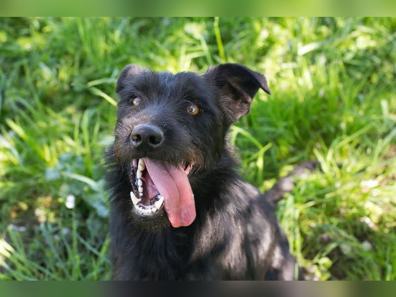 Pluto – Ein waschechter Spielgefährte!