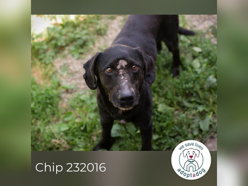 Chip 232016: Sucht ein Zuhause