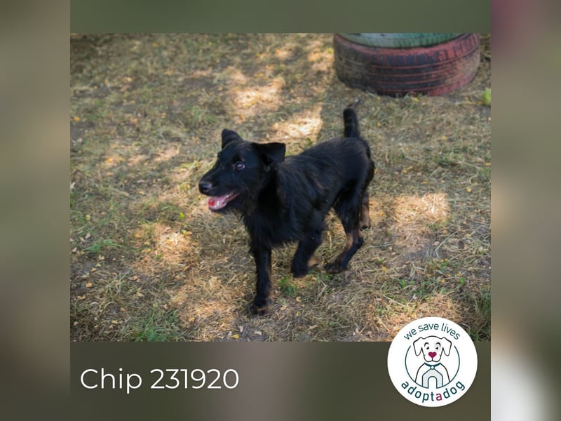 Chip 231920: Sucht ein Zuhause