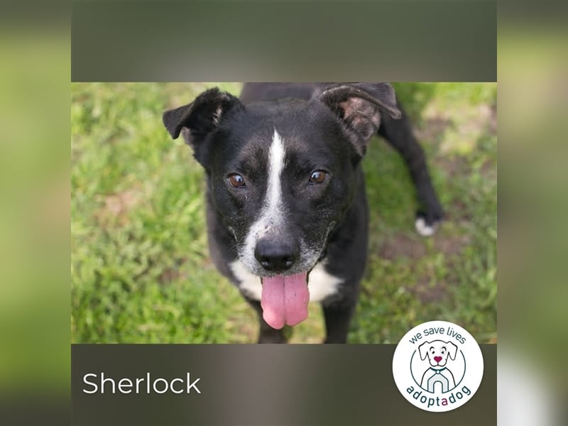 Sherlock: Liebevoller Rüde sucht Familie
