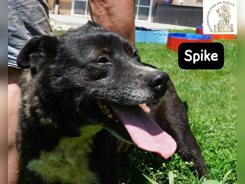 Spike - manche Hunde reden laut – Spike flüstert. Aber wer genau hinhört, verliebt sich!