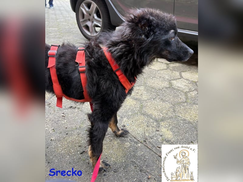 Srecko – der kleine Abenteurer