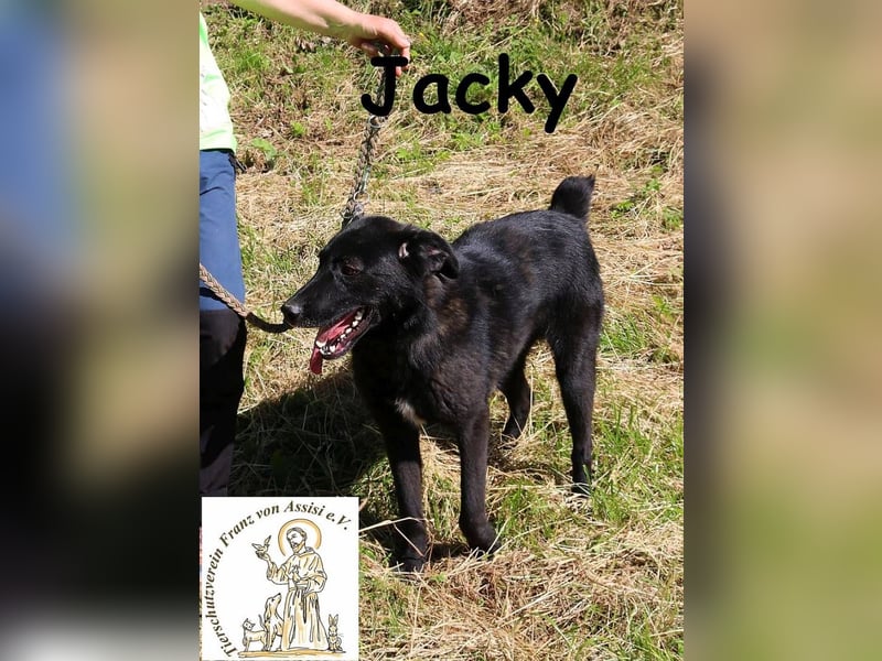 Jacky – ein gemütlicher Begleiter!