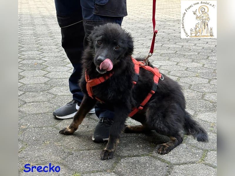 Srecko – der kleine Abenteurer
