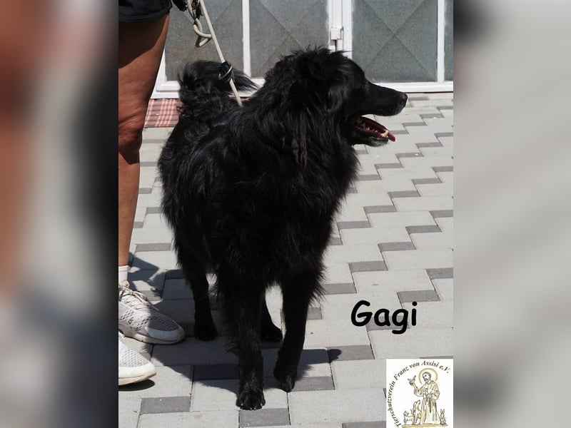 Gagi – schwarzer Sonnenschein mit Gute-Laune-Garantie!