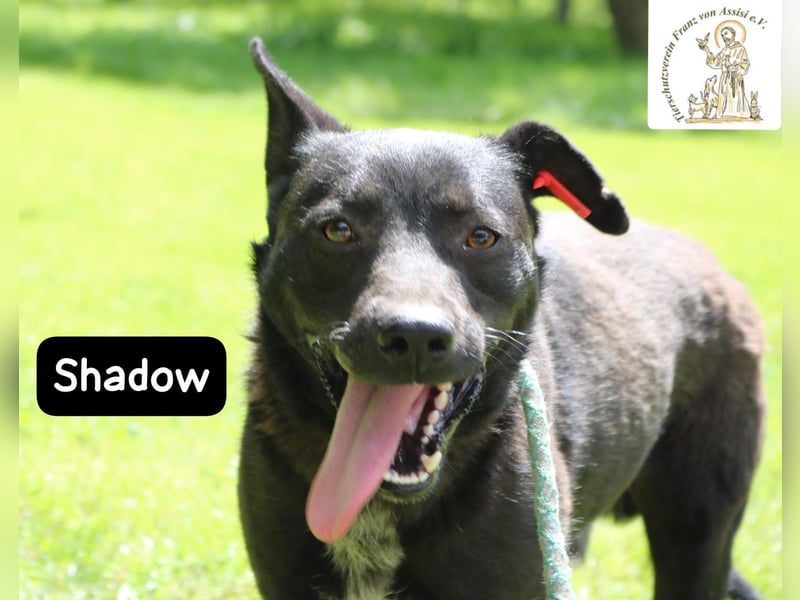 Shadow – drei Beine, null Ausreden!
