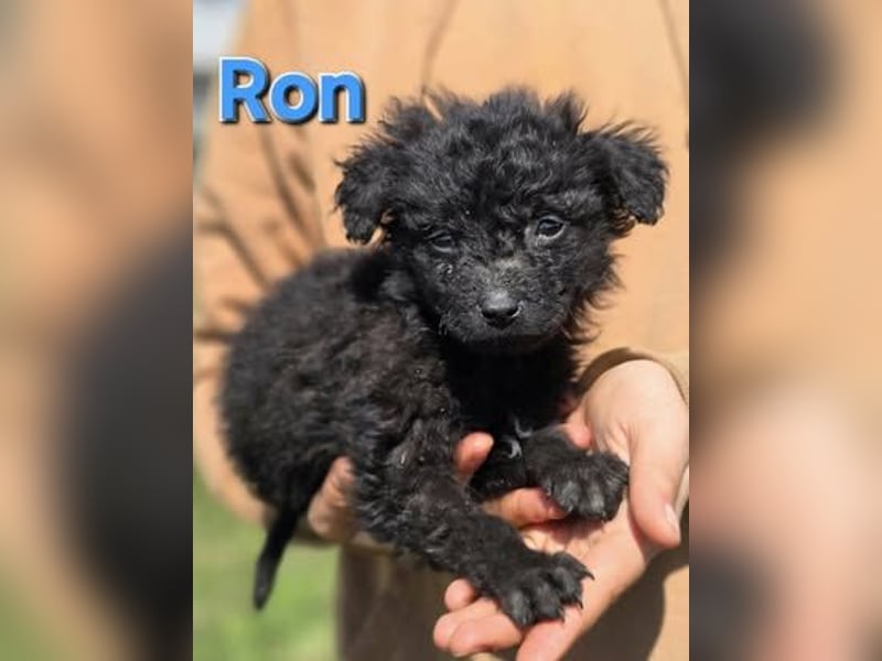 Ron❤️