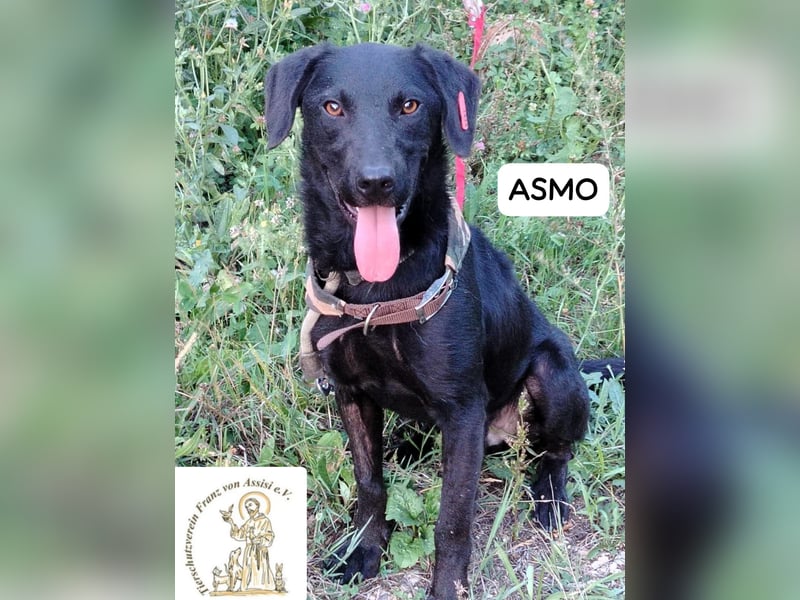 ASMO – Sonnenschein auf vier Pfoten
