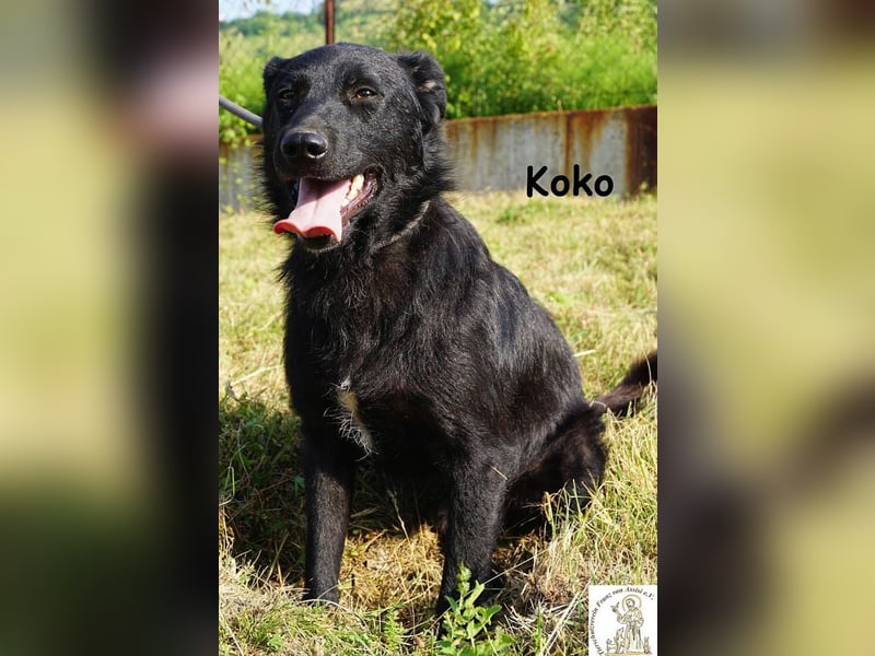 Koko – Ein Hund mit Potenzial