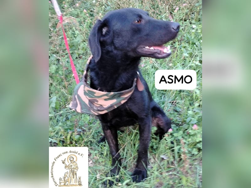 ASMO – Sonnenschein auf vier Pfoten