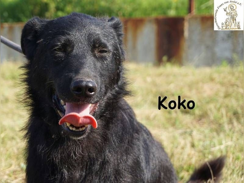Koko – Ein Hund mit Potenzial