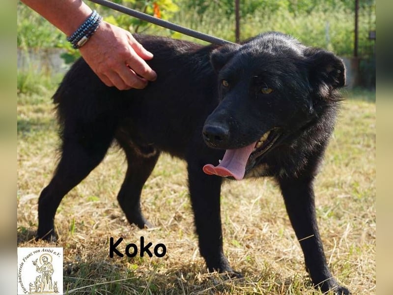 Koko – Ein Hund mit Potenzial