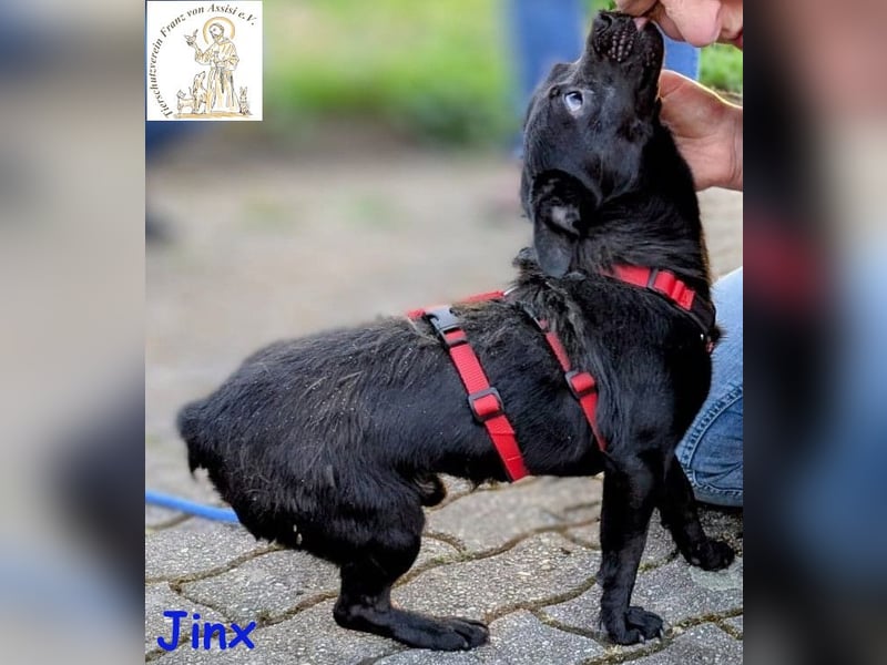 Jinx, der Menschen toll findet