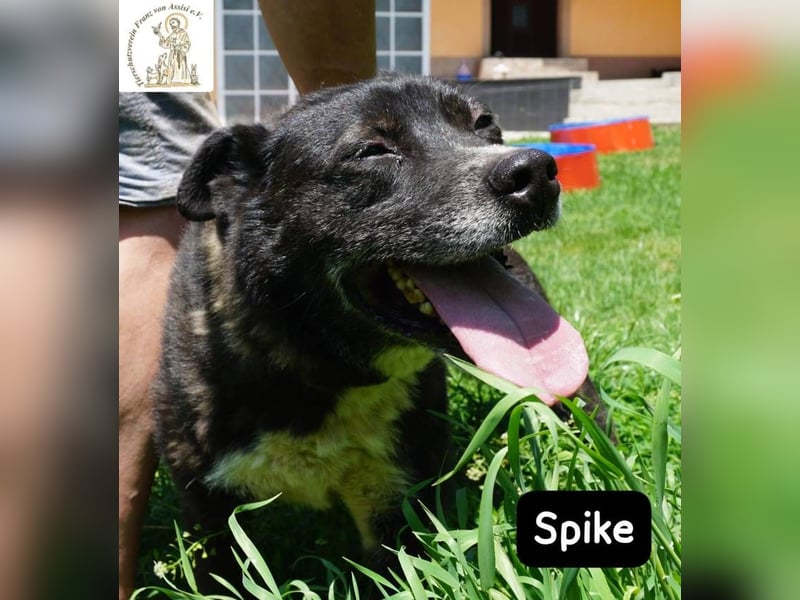 Spike - manche Hunde reden laut – Spike flüstert. Aber wer genau hinhört, verliebt sich!
