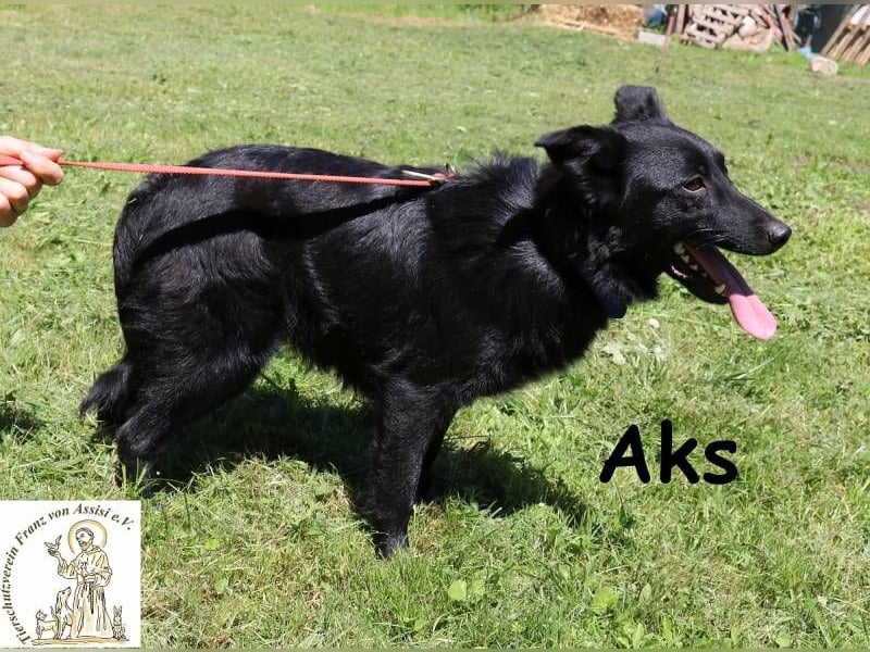 Aks – Schritt für Schritt ins große Glück