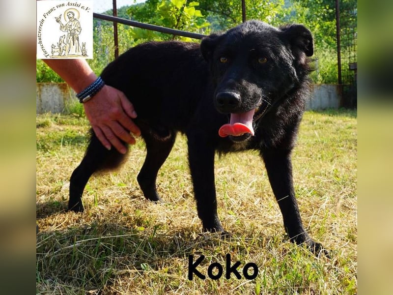 Koko – Ein Hund mit Potenzial