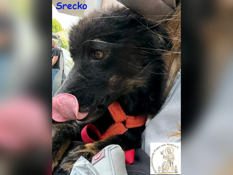 Srecko – der kleine Abenteurer