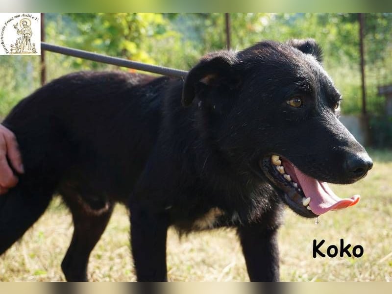 Koko – Ein Hund mit Potenzial