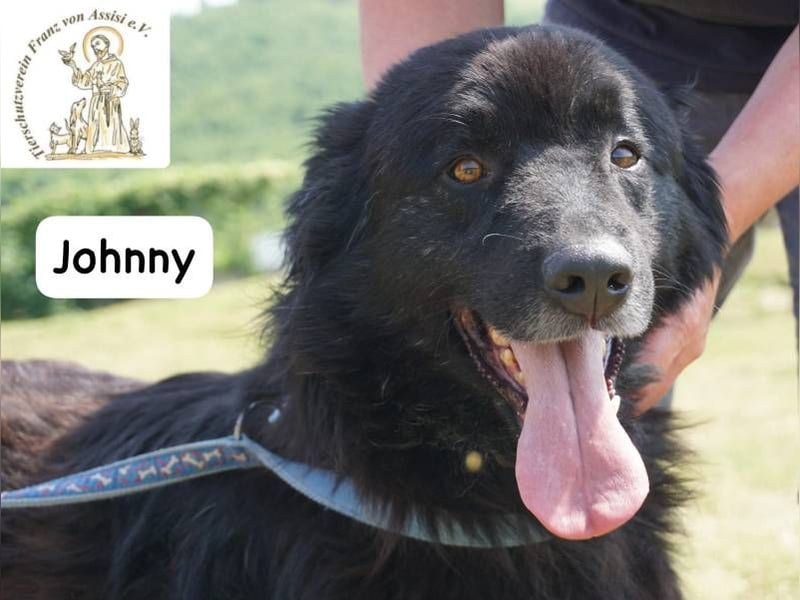 Johnny - Mal sanft, mal wild, ein Freund fürs Herz, ein Seelenkind!
