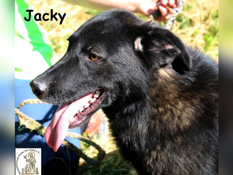 Jacky – ein gemütlicher Begleiter!