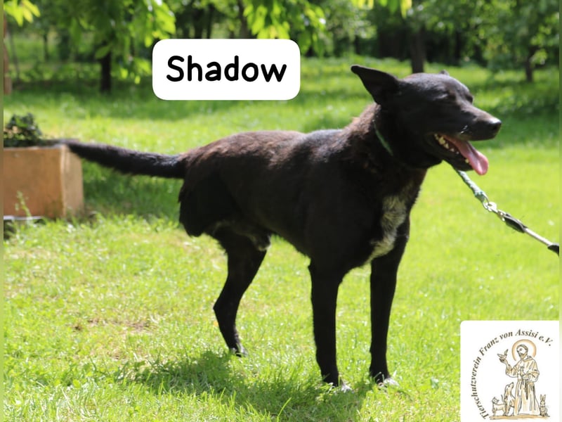 Shadow – drei Beine, null Ausreden!