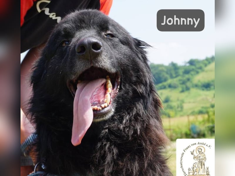 Johnny - Mal sanft, mal wild, ein Freund fürs Herz, ein Seelenkind!
