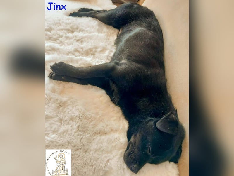 Jinx, der Menschen toll findet